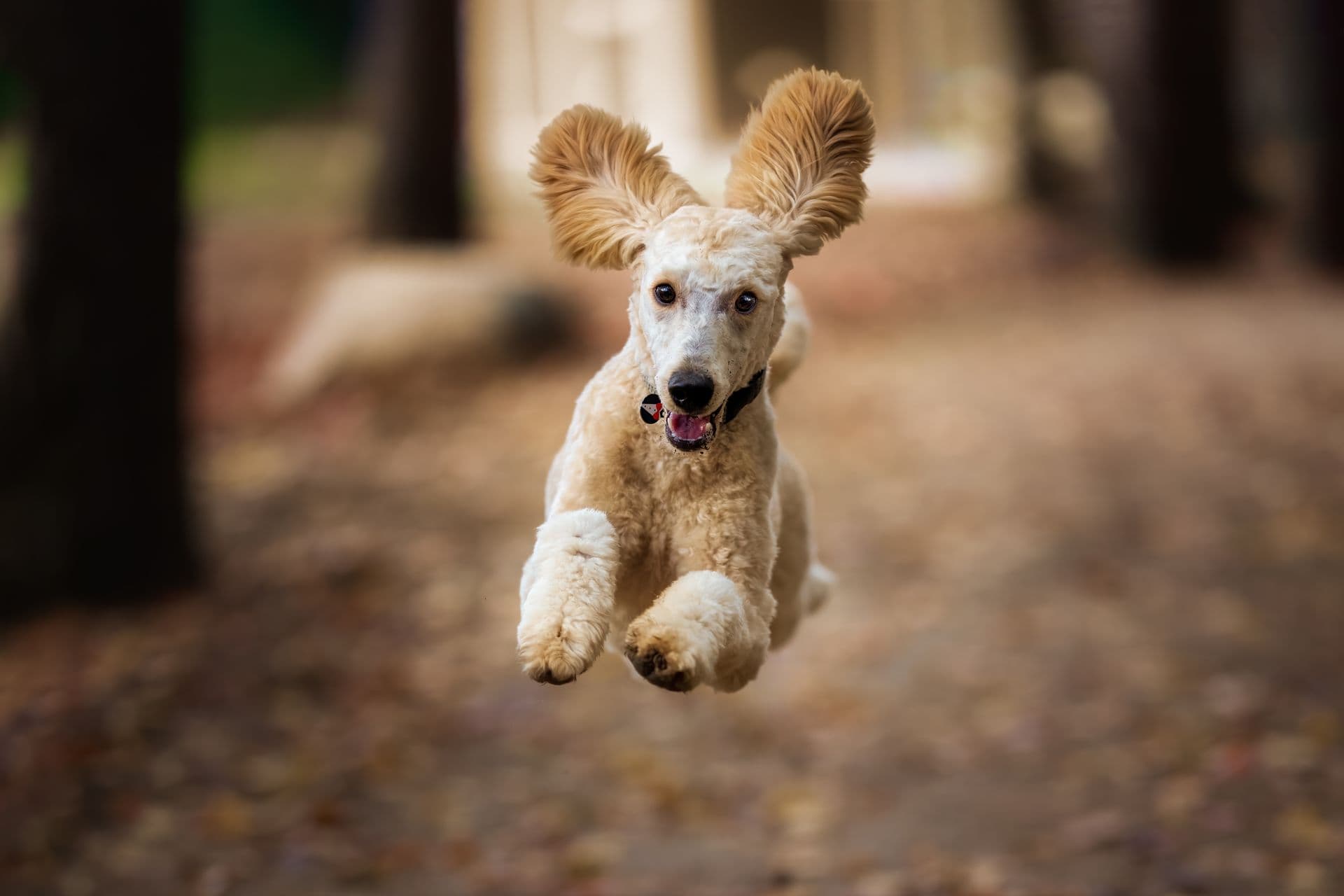 A cream-colored dog leaping toward the camera with its ears flying up