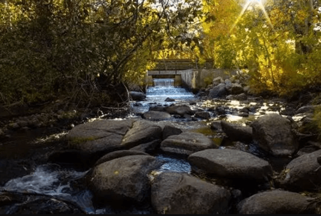 A winding creek crossing through forest near Mammoth Creek, elevation 7,800 feet.